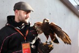 Sokoły na Stadionie Miejskim. Zawodnicy najwyższych lotów, czyli Harrisa i Raróg, będą walczyć z intruzami (zdjęcia)