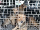 W Kicinie odebrano 80 psów żyjących w tragicznych warunkach. Akcja ratowania zwierząt trwała cały dzień