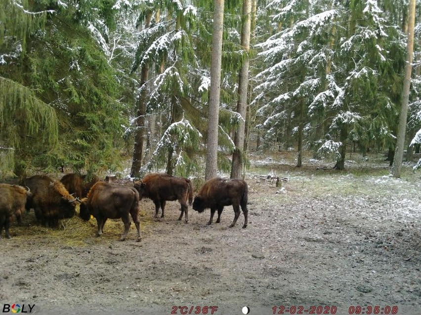 Nadleśnictwo Żednia. Stado żubrów zostało złapane przez fotokomórkę podczas zimowego dokarmiania (zdjęcia)