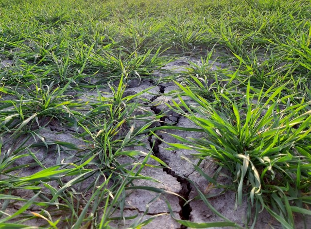 Suszę rolniczą odnotowano w 15 województwach. Najgorsza sytuacja występuje w woj. Kujawsko Pomorskim. Podlascy rolnicy również musza zmagać się z suszą.