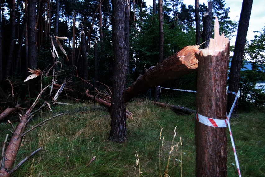 Piwniczna. 40 sekund horroru. Dobę po katakliźmie zniszczony las przeraża [ZDJĘCIA]