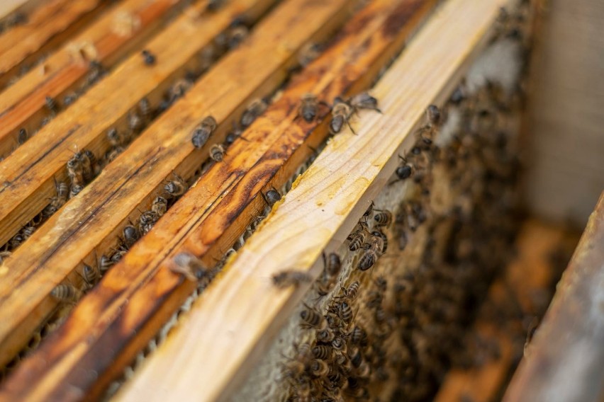 Z naborów mogą skorzystać pszczelarze, organizacje, a także...