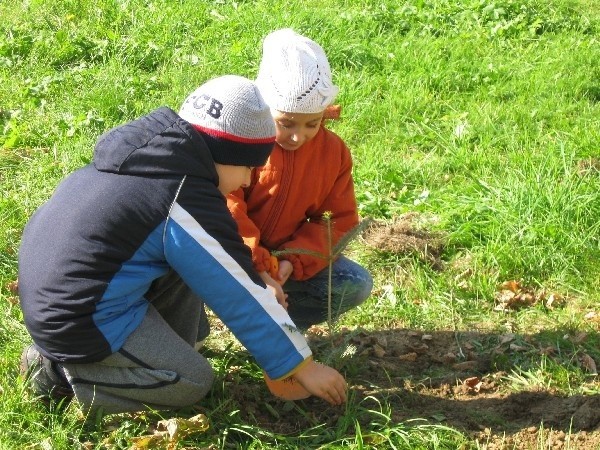 Dzieci z Przedszkola nr 16 w Przemyślu w swoim ogrodzie posadziły dwanaście jodeł.