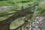 Przyrodnicza atrakcja Gór Opawskich. Kwitnące łąki na powierzchni Złotego Potoku