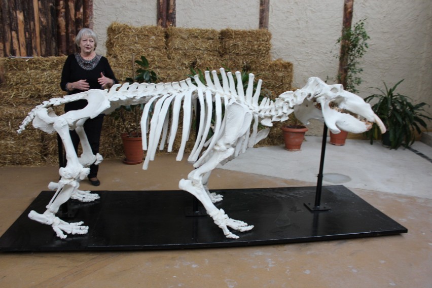 Szkielet hipopotama Hipolita w śląskim zoo