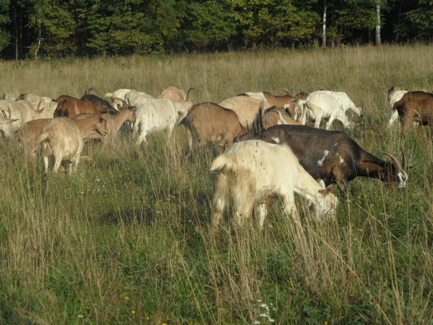 Ekologiczne kozy z gospodarstwa we Włodowicach...