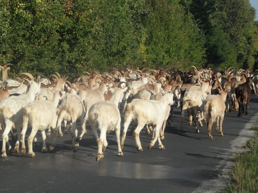 Ekologiczne kozy z gospodarstwa we Włodowicach...