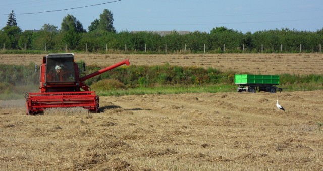 Pod koniec minionego tygodnia na polach w Tryszczynie (gm. Koronowo) rolnicy starali się zebrać jak najwięcej zbóż. Jednak do zakończenia żniw w tej gminie jest jeszcze daleko