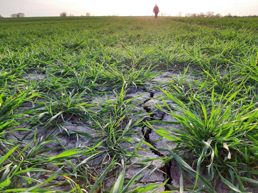 Ludowcy o suszy: Epidemią nie można tłumaczyć braku działań