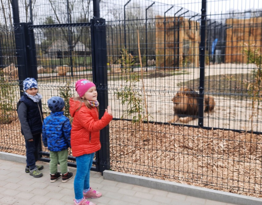 W opolskim ZOO można oglądać już lwy i tygrysa.