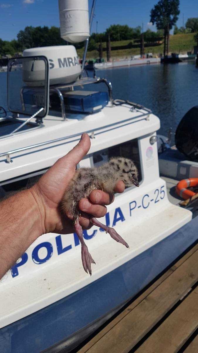 Policjanci uratowali pisklę mewy szarej. Zobaczcie zdjęcia! 