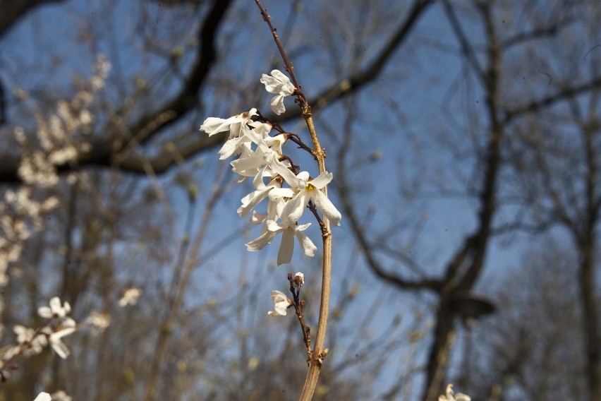 Abeliofylum koreańskie (łac. Abeliophyllum distichum,...