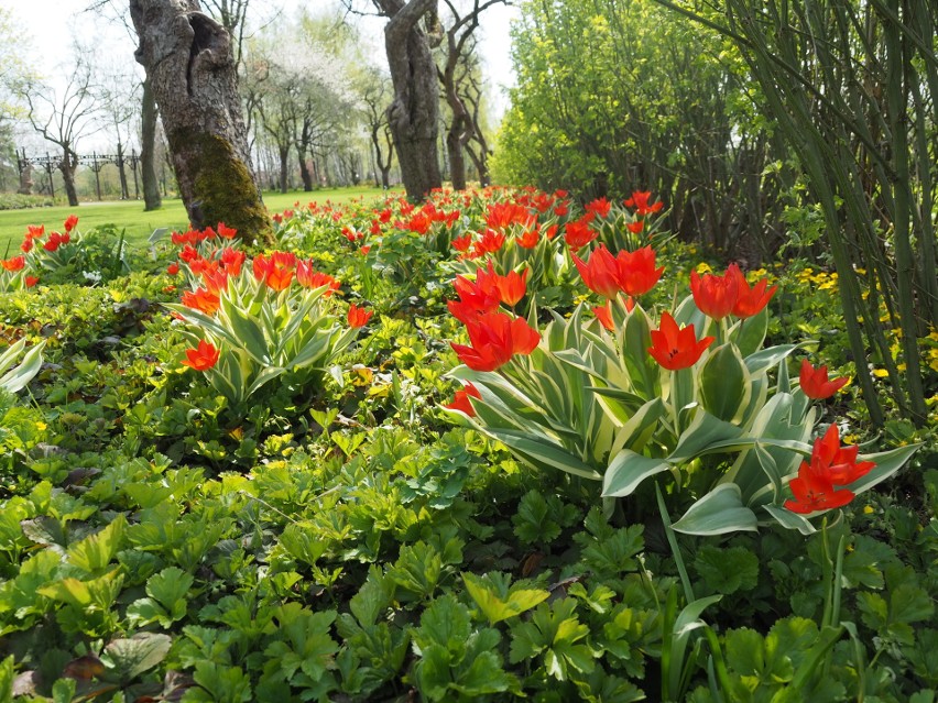 W Afloparku w Pabianicach pięknie rozkwitły już tulipany i...