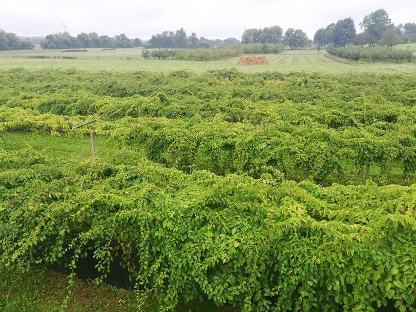 Plantacja mini kiwi w Strzelcach Dolnych zajmuje pół...