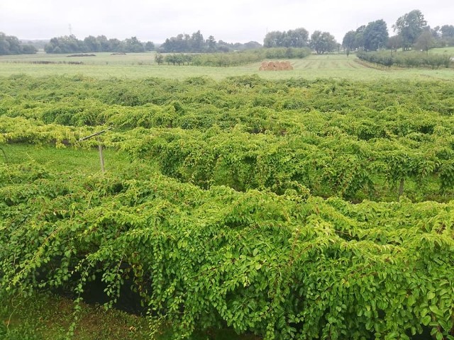 Plantacja mini kiwi w Strzelcach Dolnych zajmuje pół hektara.
