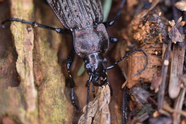 Niezwykła wystawa „Pancerni władcy lasów” poświęcona chrząszczom do zwiedzania w Krzemionkach