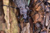 Niezwykła wystawa „Pancerni władcy lasów” poświęcona chrząszczom do zwiedzania w Krzemionkach