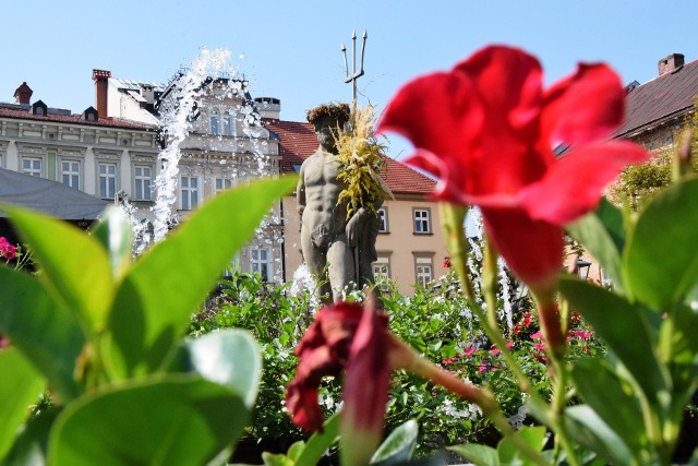 Bielsko-Biała drugi raz z rzędu wygrało plebiscyt na „Najpiękniej ukwiecone miasto w Polsce”. Z tego powodu Rynek utonął w kwiatach.Zobacz kolejne zdjęcia. Przesuwaj zdjęcia w prawo - naciśnij strzałkę lub przycisk NASTĘPNE