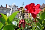 Bielsko-Biała: Rynek tonie w kwiatach, a Neptun znów ma wianek. Nad Białą świętują drugi tytuł najpiękniej ukwieconego miasta w Polsce