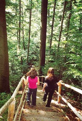 Na trasie leśnicy zbudowali drewniane schody, balustrady,...