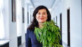 Marihuana w niewielkich ilościach będzie legalna? Parlamentarny zespół ds. legalizacji marihuany wypracowuje projekt ustawy