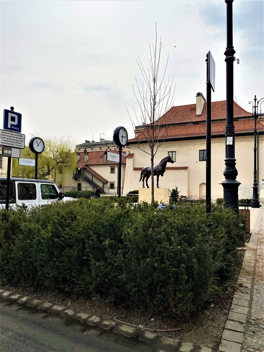 Kraków. Plac Świętego Ducha zazieleni się bardziej. "Wyrosły" na nim dodatkowe czereśnie [ZDJĘCIA]