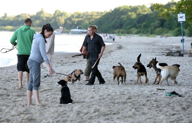 W ramach programu „Pies w wielkim mieście” w Gdyni wyznaczono dwie plaże, gdzie można wyprowadzać zwierzęta