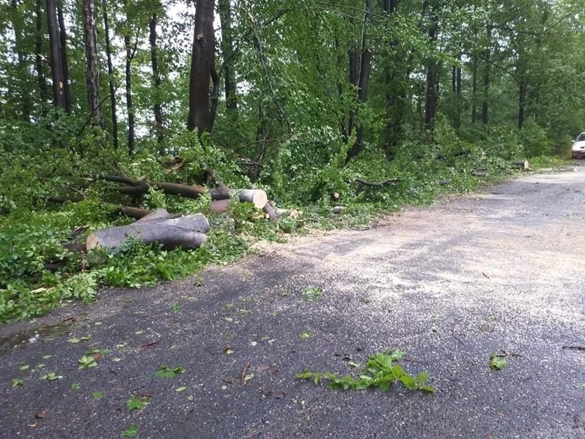 Potężne drzewo zablokowało lokalną drogę [ZDJĘCIA]