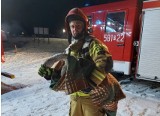 Strażacy uratowali przymarzniętego łabędzia na plaży w Przybrodzinie
