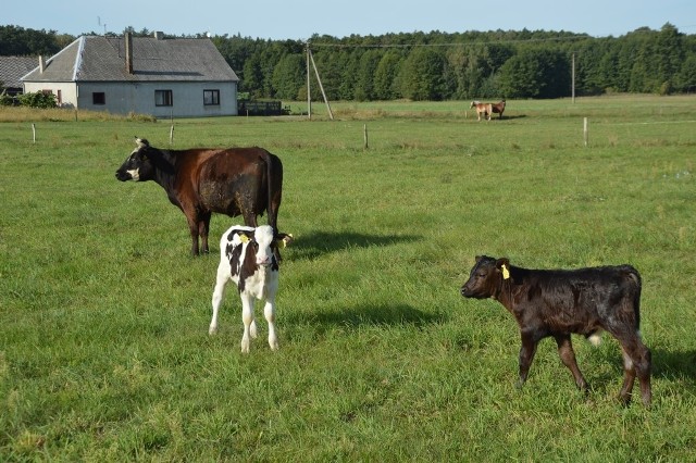W gospodarstwie Zdzisława Pawlaka, rolnika z miejscowości Łężki-Parcel przyszły na świat krowie trojaczki. U krów tak mnogi poród to rzadkość. Cała trójka cieląt chowa się dobrze, i co najważniejsze, nie grozi im wywiezienie do rzeźni.CZYTAJ DALEJ NA NASTĘPNYM SLAJDZIE
