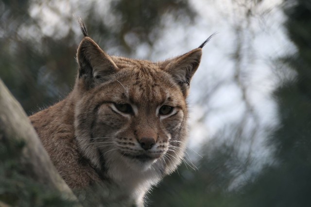 Niespełna dwuletnia rysica Bogusia trafiła do zoo w Belgii, gdzie przedłuży swój gatunek.