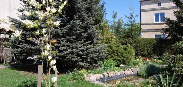 W słupskich ogrodach zakwitły magnolie