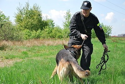 Szkolenie psów policyjnych w Mikołowie. Zobacz, jak policja szkoli psy [WIDEO]