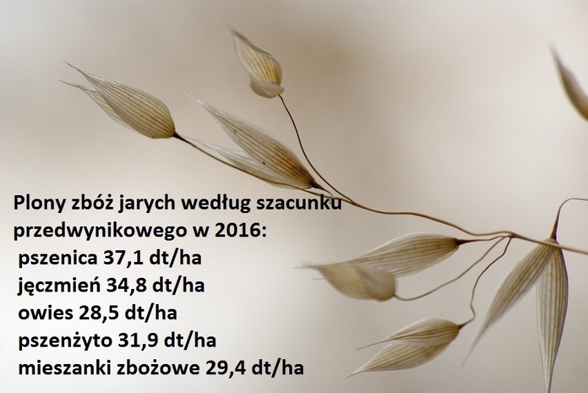 Ziarna są gorszej jakości. Szacunki produkcji zbóż, warzyw, owoców