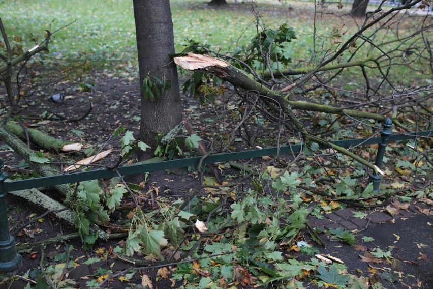 Orkan Ksawery w Krakowie. Wielkie sprzątanie na Plantach [ZDJĘCIA]