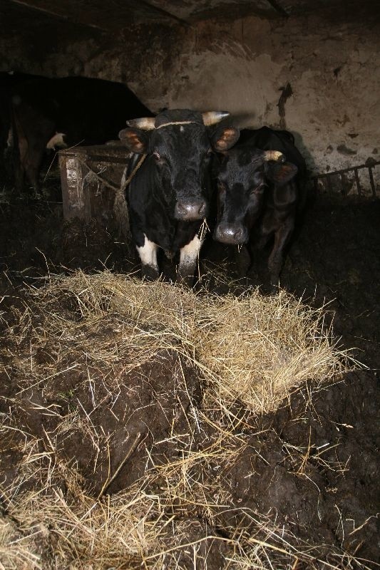 Krowy stoją w gnoju po kolana. Obornik nie był sprzątany od wielu tygodni.