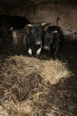 Krowy stoją w gnoju po kolana - gospodarstwo pilnie potrzebuje pomocy, a gmina o niczym nie wie