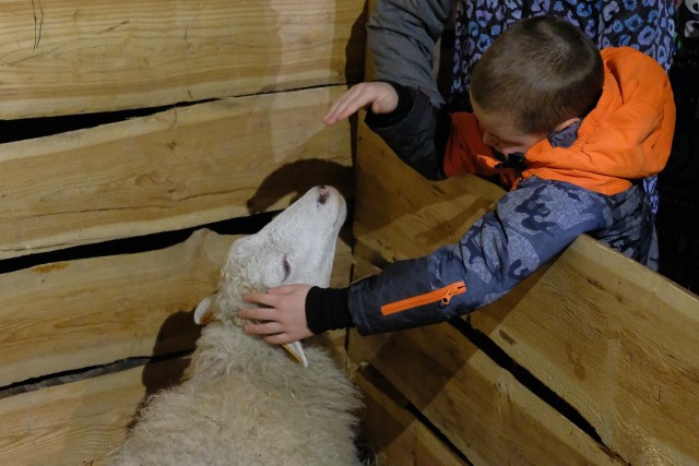 W sanktuarium Męki Pańskiej i Matki Bożej Kalwaryjskiej w Kalwarii Pacławskiej niedaleko Przemyśla pojawiła się tradycyjnie szopka bożonarodzeniowa. W tym roku można było w niej spotkać dwie owce.