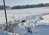 "Staszowski" bocian spędza zimę w Oględowie. Nie przeszkadzają mu minusowe temperatury