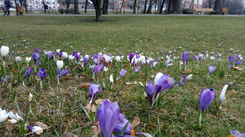 Park Chopina w Gliwicach gotowy na oficjalne rozpoczęcie...