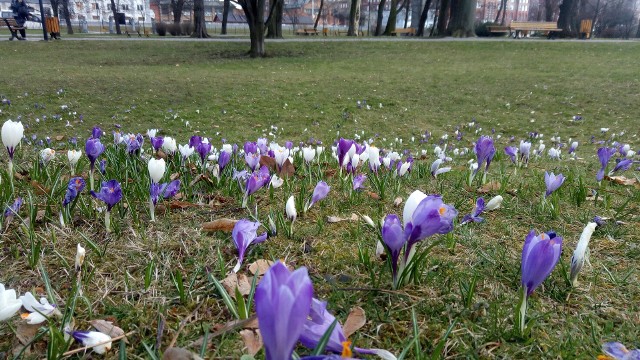 Park Chopina w Gliwicach gotowy na oficjalne rozpoczęcie astronomicznej wiosny - żartują nasi Internauci. Fakt, kwitną wiosenne kwiaty, śpiewają ptaki i nie brakuje spacerowiczów.