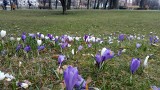 Wiosna w Gliwicach. Zobaczcie, jak pięknie jest w Parku Chopina