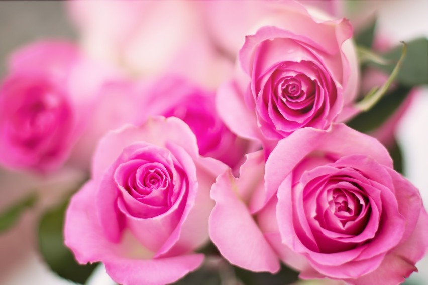 Różowe róże są idealnym wyborem dla pań, ponieważ...