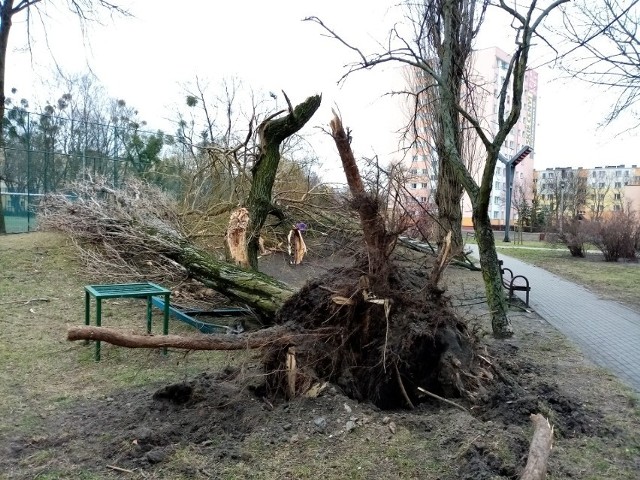 Ostatnie wichury wyrządziły sporo szkód w Toruniu i regionie
