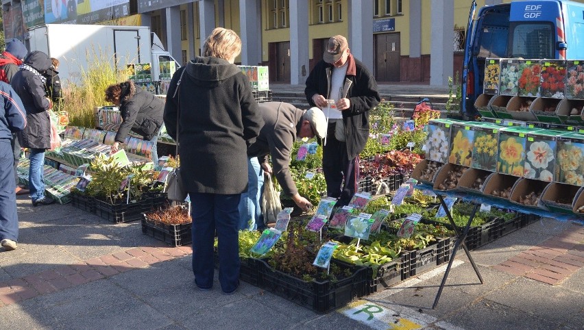 Jesienny "Kiermasz Działkowca" pod łódzką Halą Sportową [ZDJĘCIA]