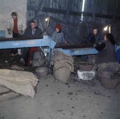 Tak kiedyś wyglądały wykopki - zabieramy Was w podróż w czasie.Na zdjęciu Rolniczy Kombinat Spółdzielczy w Adolfowie - 1975 rok. Kobiety sortują ziemniaki przy przenośniku taśmowym.Na następnych stronach - kolejne migawki.