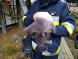 Kot utknął na drzewie w Duńkowiczach k. Przemyśla. Z pomocą ruszyli strażacy z OSP Orły [ZDJĘCIA]
