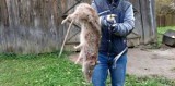Gigantyczny 16-kilogramowy szczur zabity pod Białymstokiem