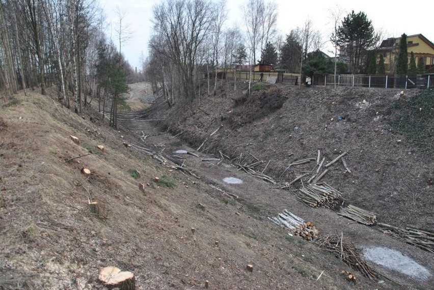 Wycinka drzew w Katowicach. Szopienice