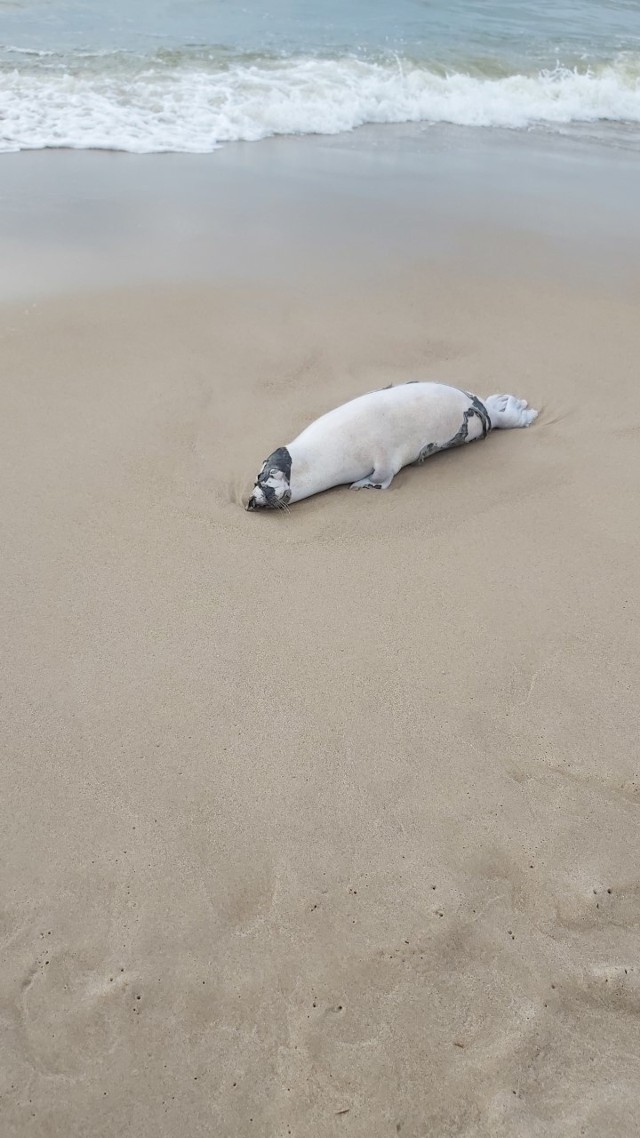 Martwa foka na plaży w Łazach